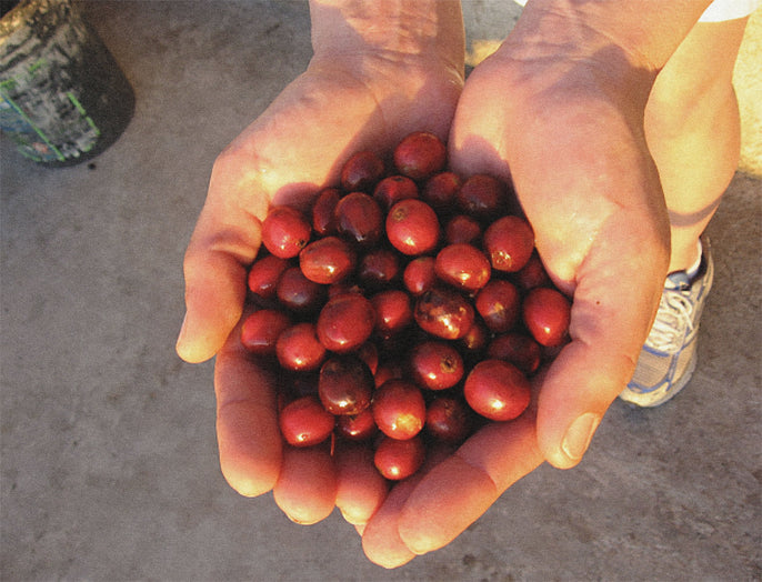 Coffee Variety Overview