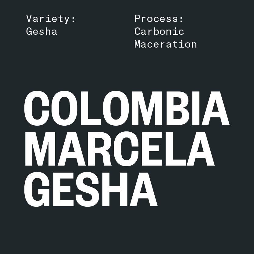 COLOMBIA MARCELA GESHA BY ELIAS & SHADY BAYTER