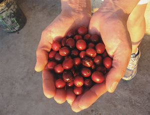 Coffee Variety Overview