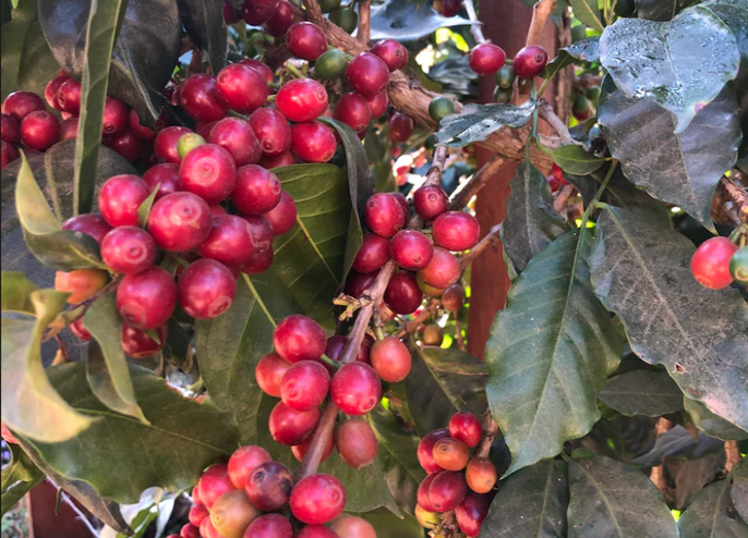 Coffee Variety Overview