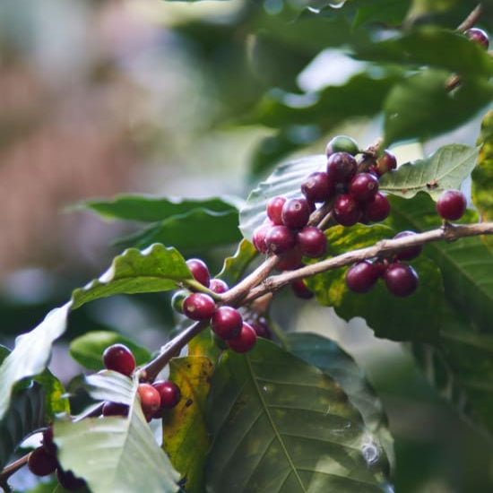 Farm-Single-O-Honduras