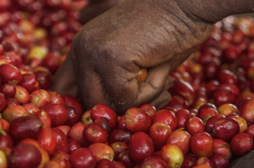 Ethiopia Keffa Natural Parachutes Coffee Drip Bags