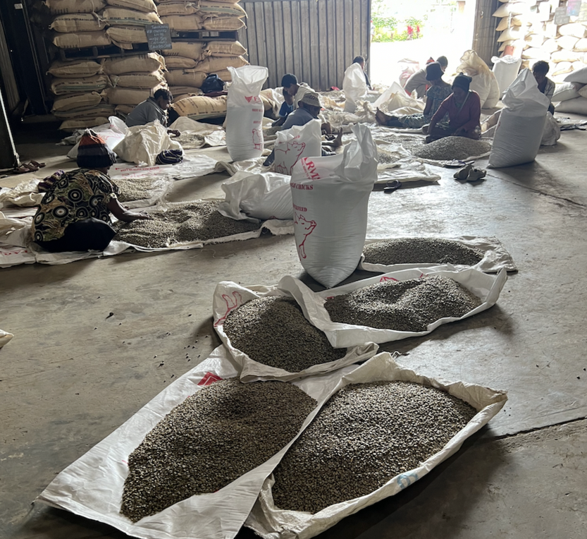 PNG Lamari River Valley By Smallholder Producers